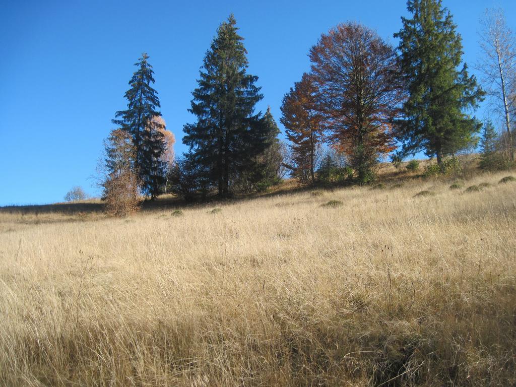 Guest House Stari Druzy Slavske Exterior foto